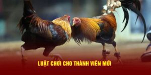 Đá gà cựa sắt